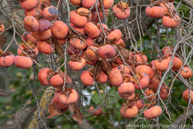 persimmon